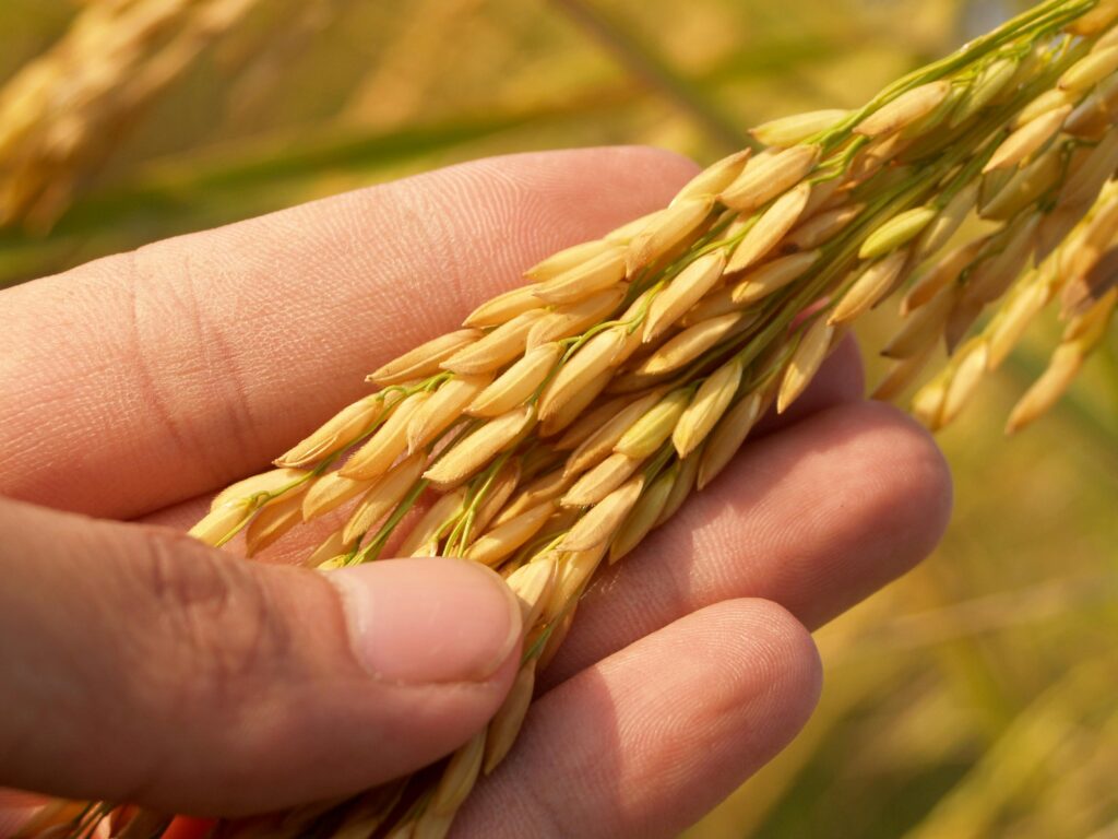 Crop Nutrition Management