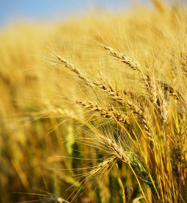 Vibrant wheat stalks in a sunlit rural field capture the essence of summer agriculture.